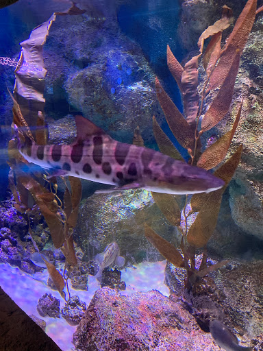 Aquarium «Via Aquarium», reviews and photos, 93 W Campbell Rd, Schenectady, NY 12306, USA