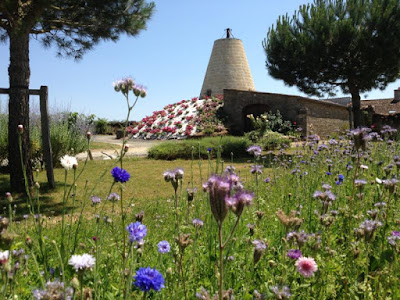 Le Domaine des Bleuces à Concourson sur Layon