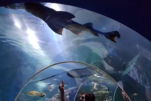 Blue Reef Aquarium Newquay image
