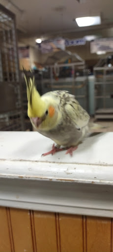 Bird Shop «Bird House», reviews and photos, 1020 NJ-18 E, East Brunswick, NJ 08816, USA