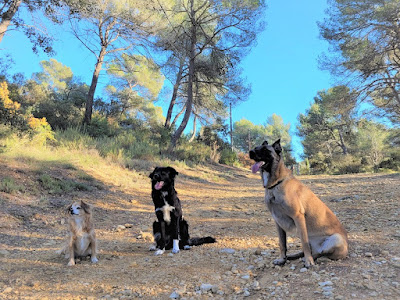 Le Sens Du Chien à Jouques
