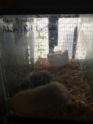 Pet Store «Animal House», reviews and photos, 646 SW 4th St, Corvallis, OR 97333, USA