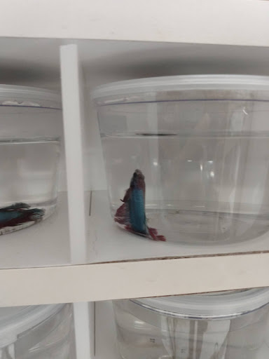 Pet Supply Store «Petco Animal Supplies», reviews and photos, 51 Middlesex Turnpike, Burlington, MA 01803, USA