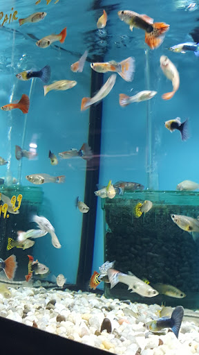 Tropical Fish Store «Aquariums By JJ», reviews and photos, 33 Hamburg Turnpike, Riverdale, NJ 07457, USA