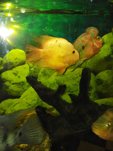 Pet Store «Brooklyn Zoo & Aquarium Pet Store», reviews and photos, 2377 Ralph Ave, Brooklyn, NY 11234, USA