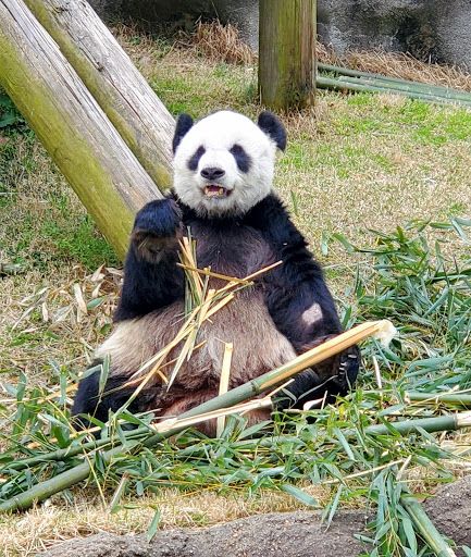 Zoo «Memphis Zoo», reviews and photos, 2000 Prentiss Pl, Memphis, TN 38112, USA