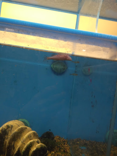 Pet Supply Store «PetSmart», reviews and photos, 5160 US-70, Morehead City, NC 28557, USA