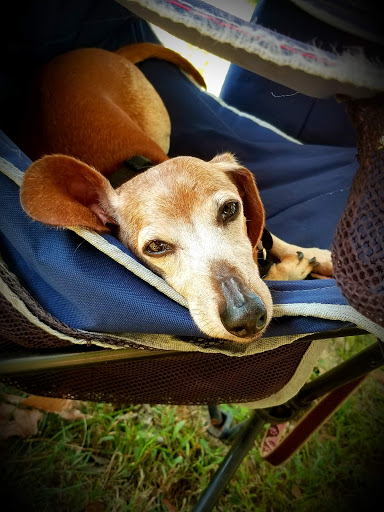 Pet Supply Store «Petco Animal Supplies», reviews and photos, 135 Crooked Run Plaza #10, Front Royal, VA 22630, USA