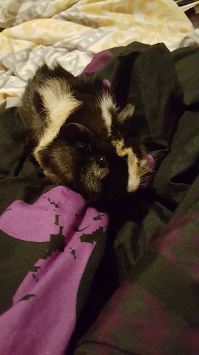 Pet Supply Store «PetSmart», reviews and photos, 144 Retail Commons Pkwy, Martinsburg, WV 25403, USA