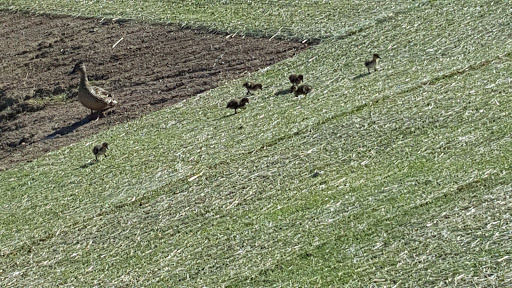 Picnic Ground «Gateway Island», reviews and photos, 1875 W College St, Murfreesboro, TN 37129, USA