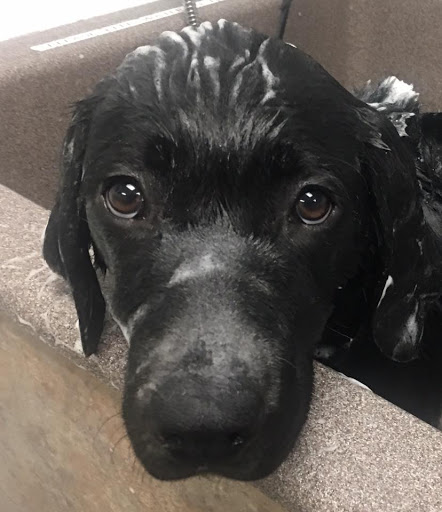 Pet Supply Store «Pet Place Market», reviews and photos, 213 Bendigo Blvd N #2, North Bend, WA 98045, USA