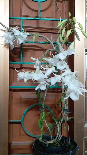 Cửa Hàng Thức Ăn Chăn Nuôi Hùng Tuyết