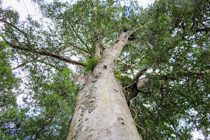 The Last Kauri Tree