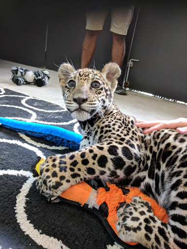 Animal Rescue Service «McCarthys Wildlife Sanctuary», reviews and photos, 12943 61st St N, West Palm Beach, FL 33412, USA