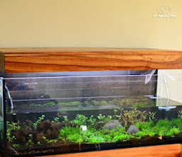 Fish Tank Boys photo