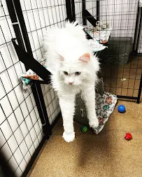 Club Meow Inc. - Car repair in Council Bluffs, IA, Omaha - Rated 4.5/5