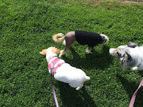 Jeannette's Cat Care - Photo 1 - Car repair in , Concord