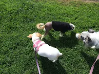 Jeannette's Cat Care - Car repair in , Concord - Rated 0.0/5