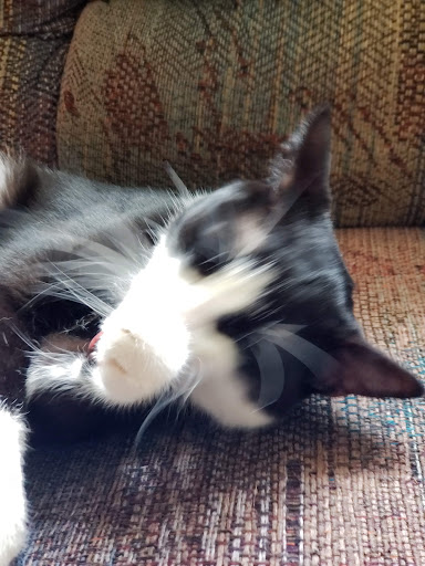 Pet Supply Store «PetSmart», reviews and photos, 1550 Butterfield Rd, Downers Grove, IL 60515, USA