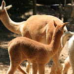 Photo n°16 de l'avis de Roberto.u fait le 15/03/2022 à 18:11 sur le  Parc Gallorose à Loc. Cedrino