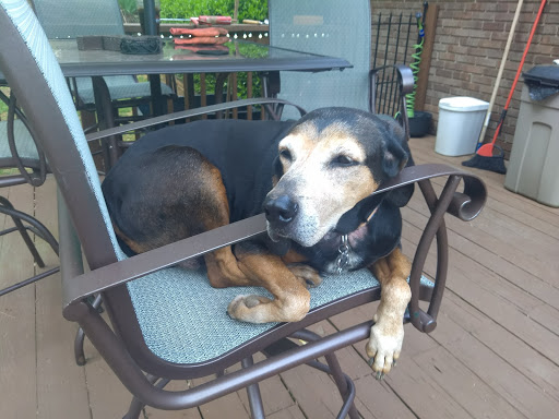 Pet Supply Store «PetSmart», reviews and photos, 2003 N Eastman Rd, Kingsport, TN 37660, USA