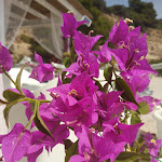 Photo n°5 de l'avis de Eva. fait le 11/06/2019 à 21:04 sur le  Vignanotica Beach à Vieste