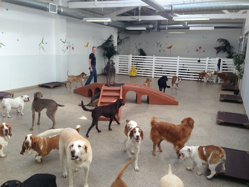 K9 LOFT