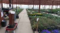 Star Nursery Christmas Tree Farm - Photo 9 - Car repair in Las Vegas, NV, Enterprise