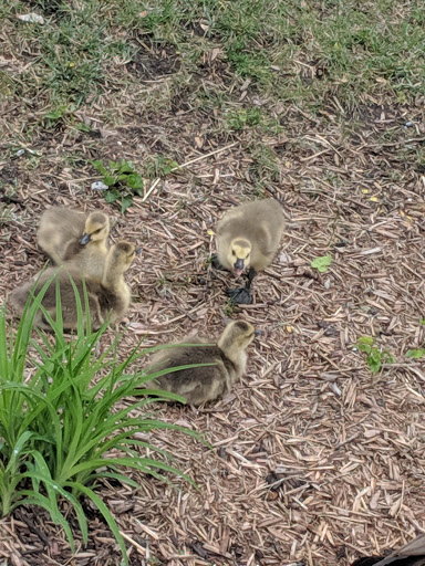 Amusement Park «Adventureland Park», reviews and photos, 3200 Adventureland Dr, Altoona, IA 50009, USA