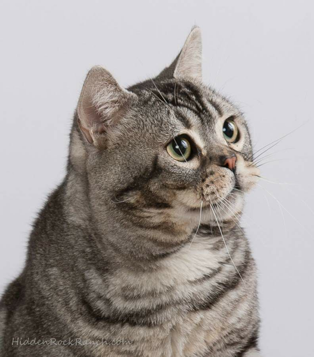 KC Pet Food, 1725 Southwest Blvd, Kansas City, KS 66103, USA, 