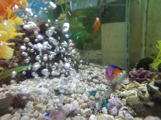 Pet Supply Store «Pet Station Jackson», reviews and photos, 1617 E Michigan Ave, Jackson, MI 49202, USA