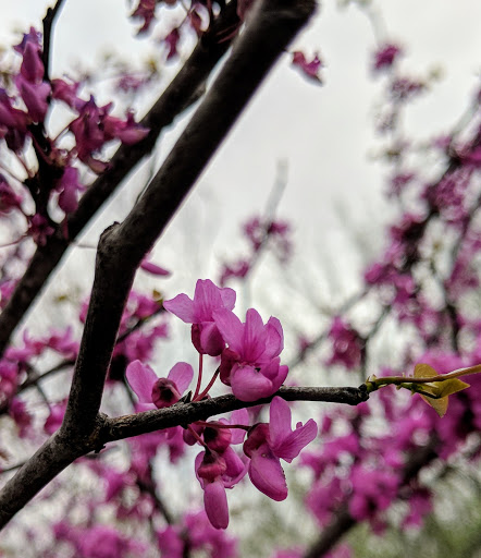 Park «Nani Falcone Community Park», reviews and photos, 7625 Mystic Park, San Antonio, TX 78254, USA