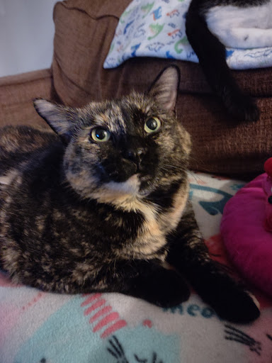 Pet Supply Store «Petco Animal Supplies», reviews and photos, 2823 County Home Rd, Goshen, IN 46526, USA