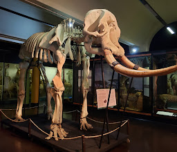 KwaZulu-Natal Museum photo