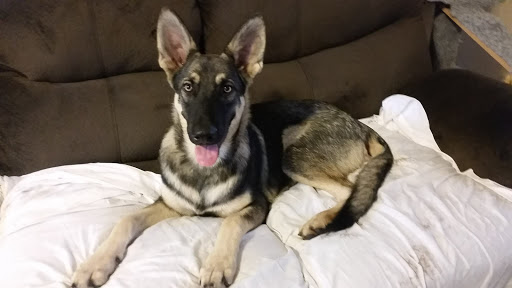 Animal Protection Organization «Charleston Animal Society», reviews and photos