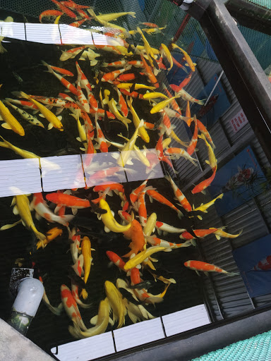 Top 20 cửa hàng cá koi Huyện Kiến Thụy Hải Phòng 2022