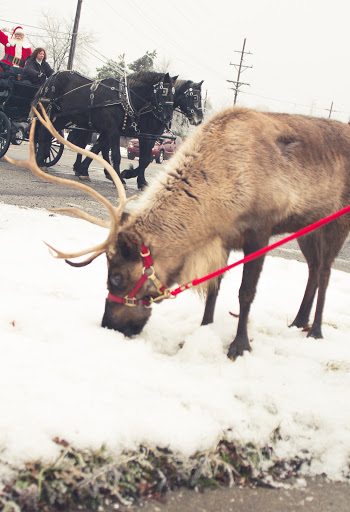 Flower Market «The Gateway», reviews and photos, 7150 N Main St, Village of Clarkston, MI 48346, USA