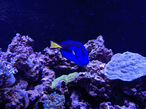 Science Museum «Cook Museum of Natural Science», reviews and photos, 133 4th Ave NE, Decatur, AL 35601, USA