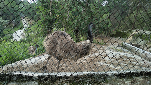 Gopalpur Zoo 