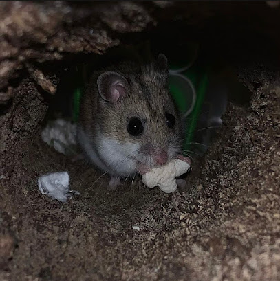 Second Chance Hamster Rescue