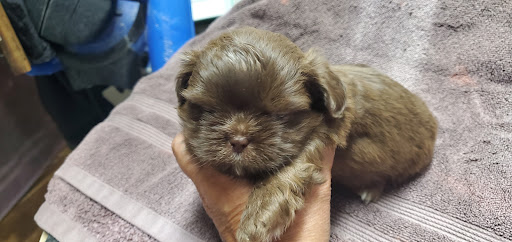 Pet Supply Store «PetSmart», reviews and photos, 1370 Dogwood Dr SE, Conyers, GA 30013, USA