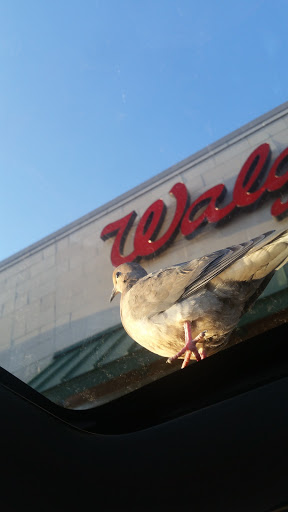 Walgreens, 571 S Main St, Lapeer, MI 48446, USA, 