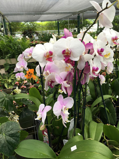 Produce Market «Nelson Family Farms», reviews and photos, 875 W Midway Rd, Fort Pierce, FL 34982, USA