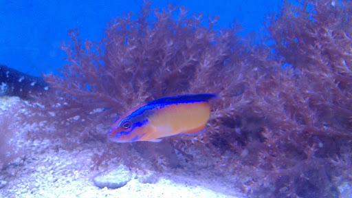 Tropical Fish Store «Fishy Business», reviews and photos, 911 E Church St, Lexington, TN 38351, USA