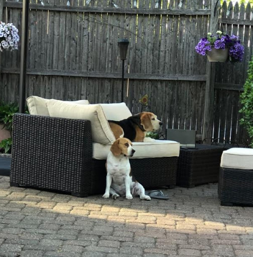 Pet Supply Store «PetSmart», reviews and photos, 540 New York Ave, Lyndhurst, NJ 07071, USA