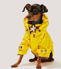 Le Chien Bleu NY pet boutique - Photo 3 - Car repair in Brooklyn, NY, New York