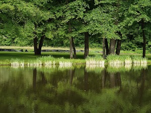 Institute Woods - photo 30
