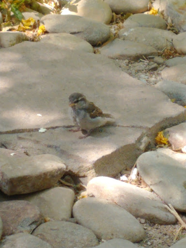 Social Services Organization «The Shade Tree», reviews and photos