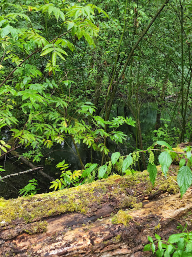 Nature Preserve «Black River Riparian Forest and Wetland», reviews and photos, Oakesdale Ave SW, Renton, WA 98057, USA