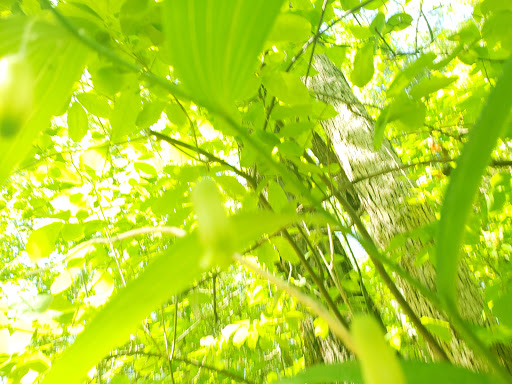 State Park «Parvin State Park», reviews and photos, 701 Almond Rd, Pittsgrove Township, NJ 08318, USA